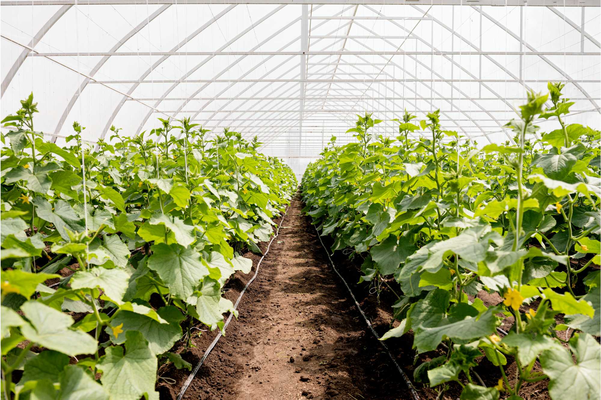 soluciones-tecnologicas-para-asociacion-agricola