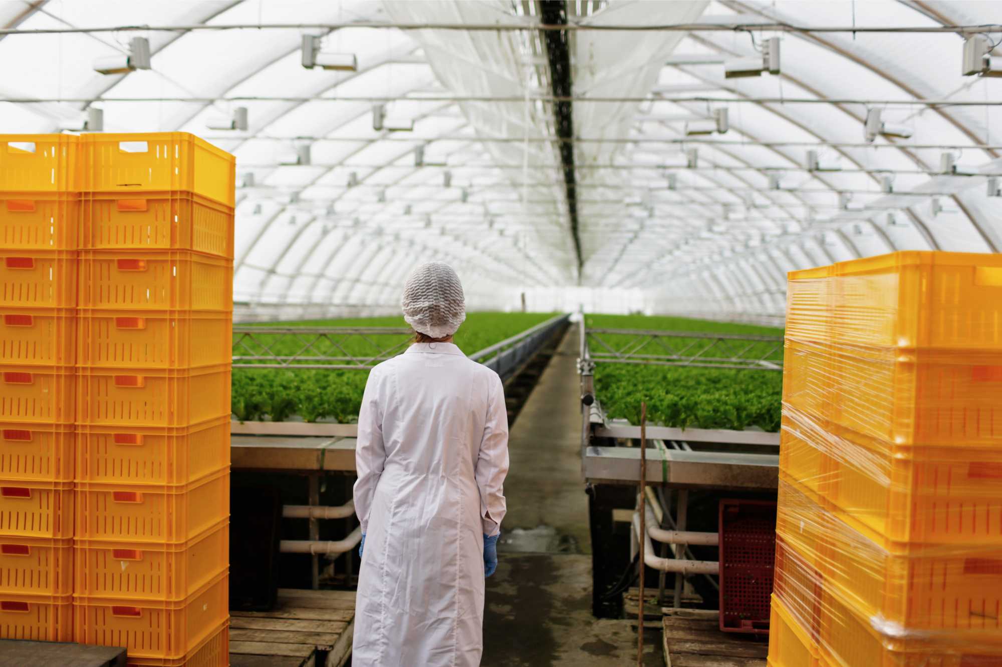 soluciones-tecnologicas-para-empresa-agricola